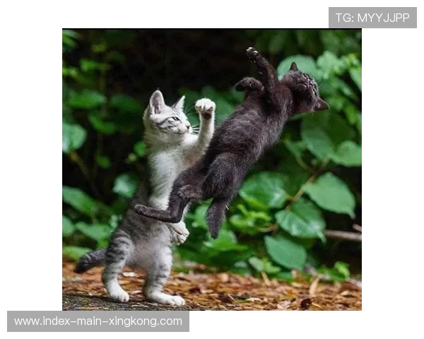 左勾拳穿透防守瞬间见血